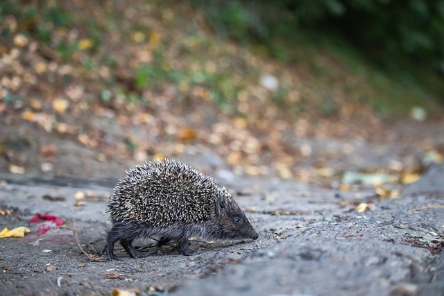 发职业生涯 发职业生涯